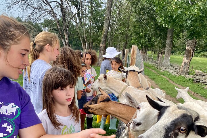 Farm Tour at Clover Brooke Llama/Alpaca/Goat Farm