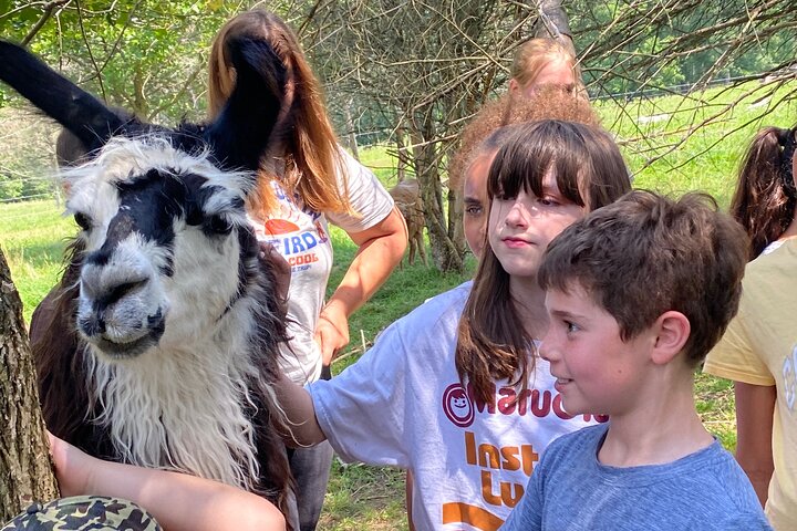 Farm Tour at Clover Brooke Llama/Alpaca/Goat Farm