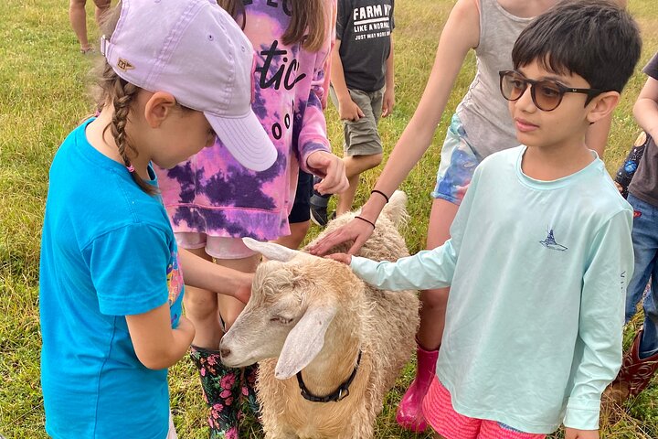 Farm Tour at Clover Brooke Llama/Alpaca/Goat Farm