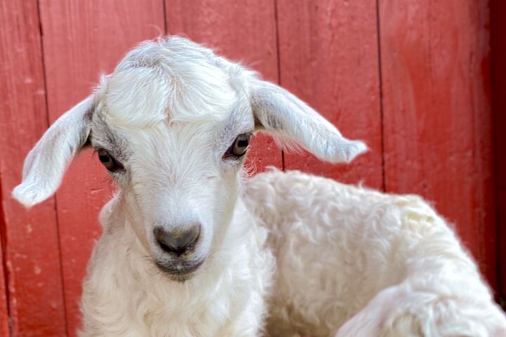Farm Tour at Clover Brooke Llama/Alpaca/Goat Farm