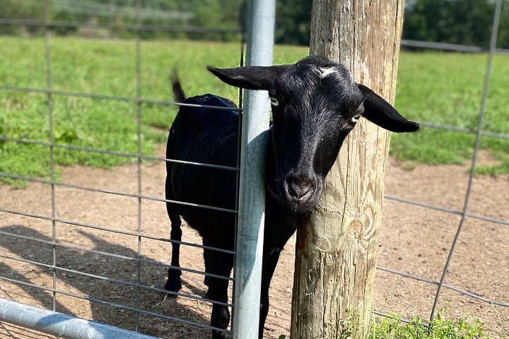 Farm Tour at Clover Brooke Llama/Alpaca/Goat Farm