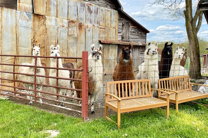 Farm Tour at Clover Brooke Llama/Alpaca/Goat Farm