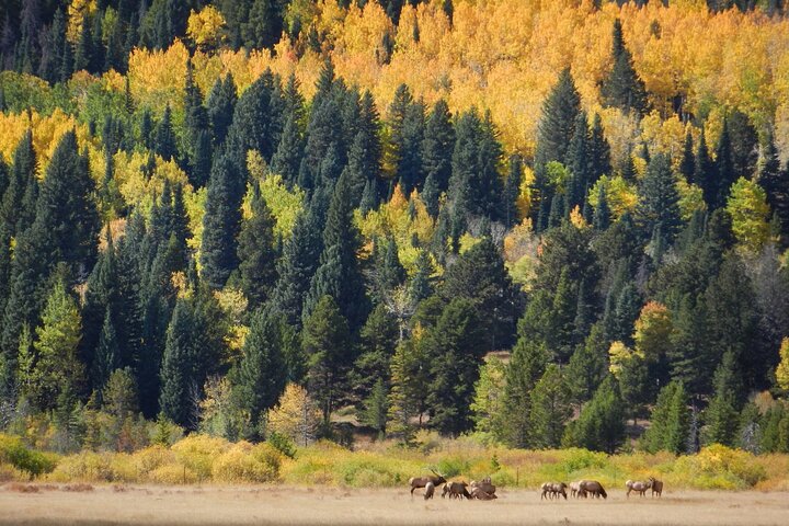 Bear Lake Road Rocky Mountain National Park Private Tour