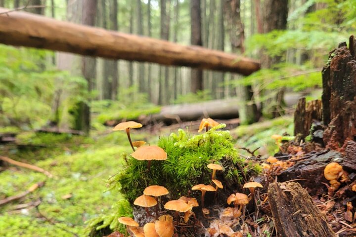 Nature Walk in Glacier National Park