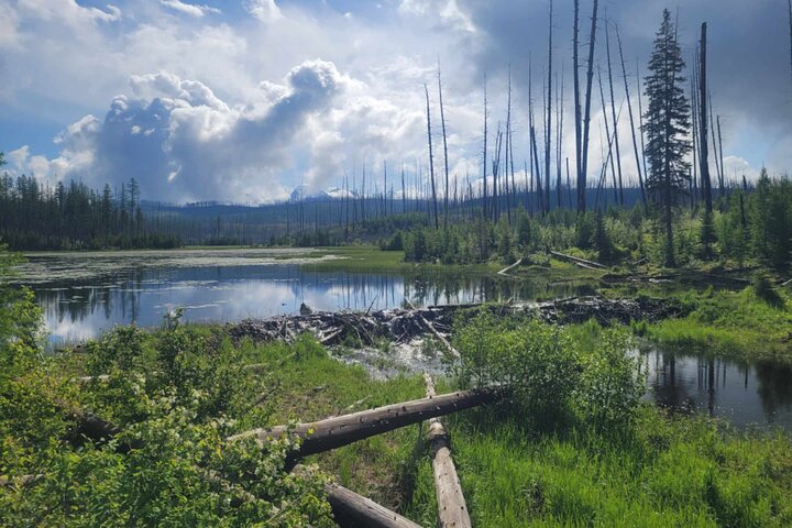 Nature Walk in Glacier National Park
