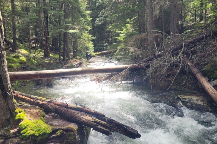 Nature Walk in Glacier National Park