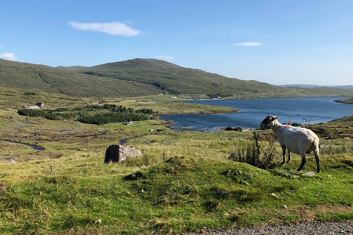 Hidden Scottish Gems & Highland Cows – Private Family Day Tour