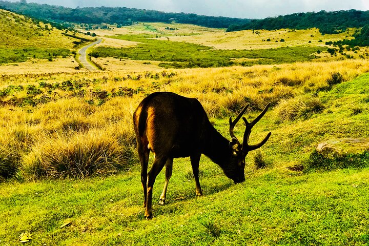 Private 8 Days Tour in Sri Lanka with Transfer and Accommodation