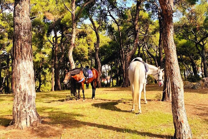Princes' Islands ( Büyükada ) E-bike Tour