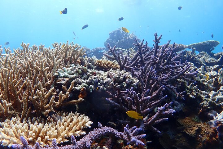Okinawa Ishigaki Phantom Island and Blue Cave Snorkeling