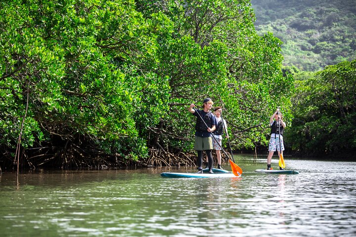 Okinawa Ishigaki Mangrove SUP or Canoe Tour