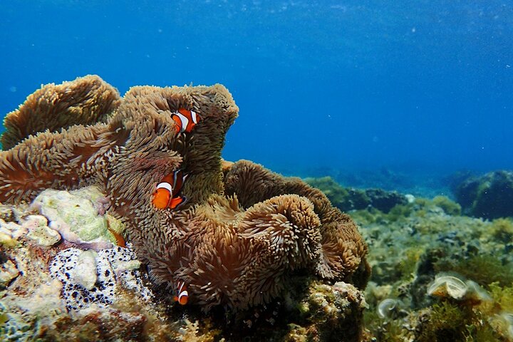 Ishigaki Phantom Island Snorkeling Taketomi Island Sightseeing