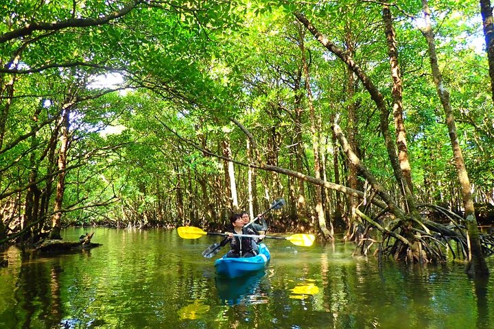 Ishigaki Mangrove SUP or Canoe + Blue Cave Snorkeling