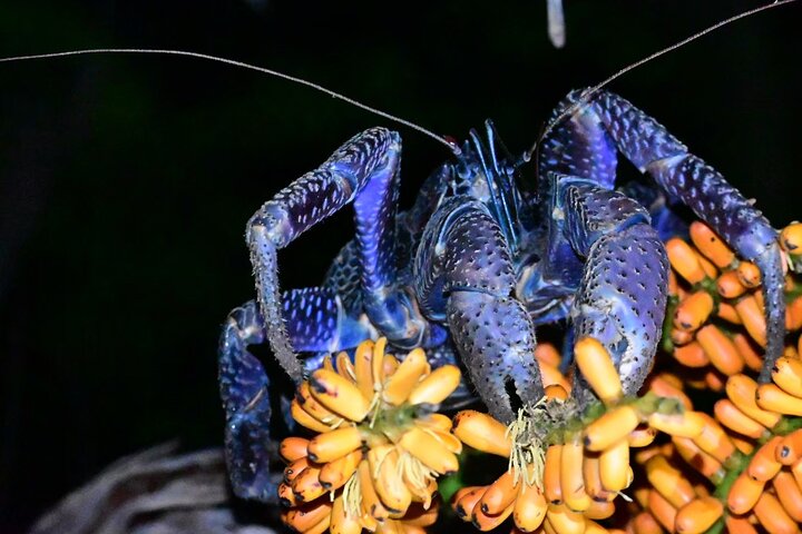 Okinawa Ishigaki Island Night Starry sky and Jungle night tour