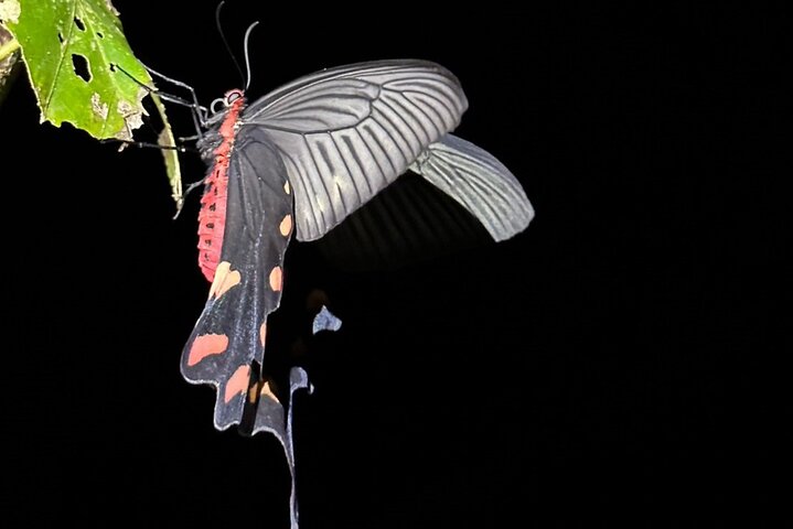Okinawa Ishigaki Island Night Starry sky and Jungle night tour