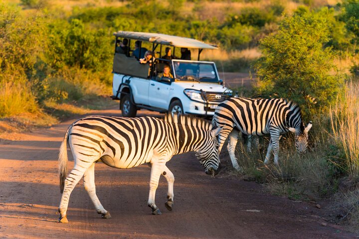 3-Hour Scheduled Safari Game Drive in Pilanesberg National Park