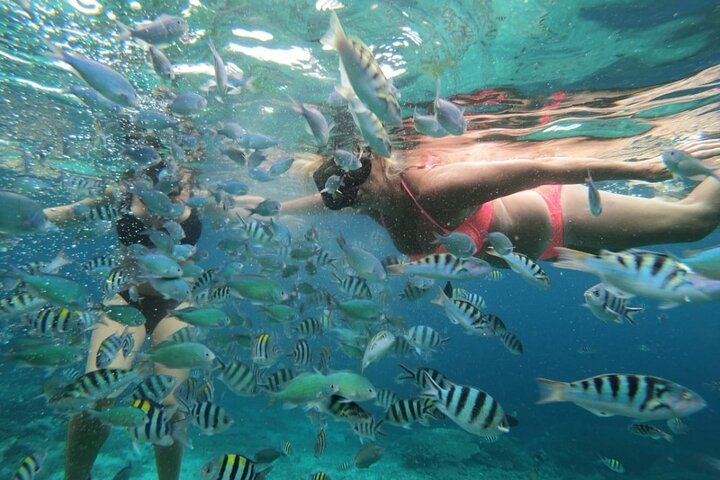 Swim with Manta Rays : Snorkeling Day Trip from Bali
