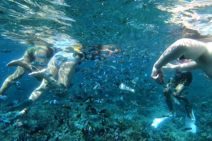 Swim with Manta Rays : Snorkeling Day Trip from Bali