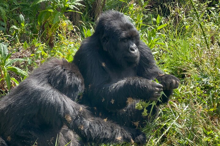 1 Day Gorilla Trekking Mgahinga Gorilla NP & Lake Bunyonyi
