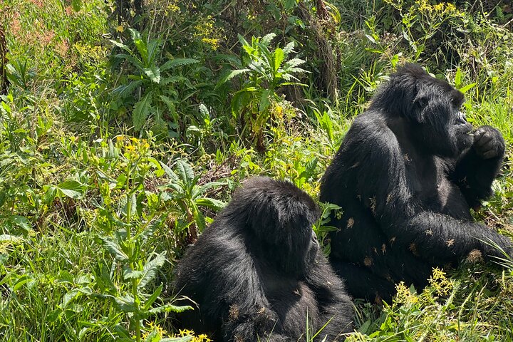 1 Day Gorilla Trekking Mgahinga Gorilla NP & Lake Bunyonyi