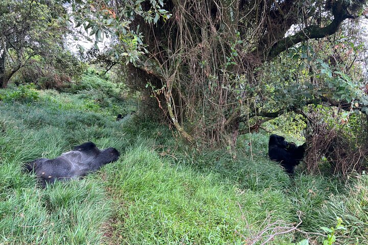 1 Day Gorilla Trekking Mgahinga Gorilla NP & Lake Bunyonyi
