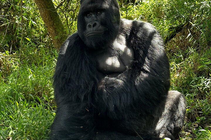 1 Day Gorilla Trekking Mgahinga Gorilla NP & Lake Bunyonyi