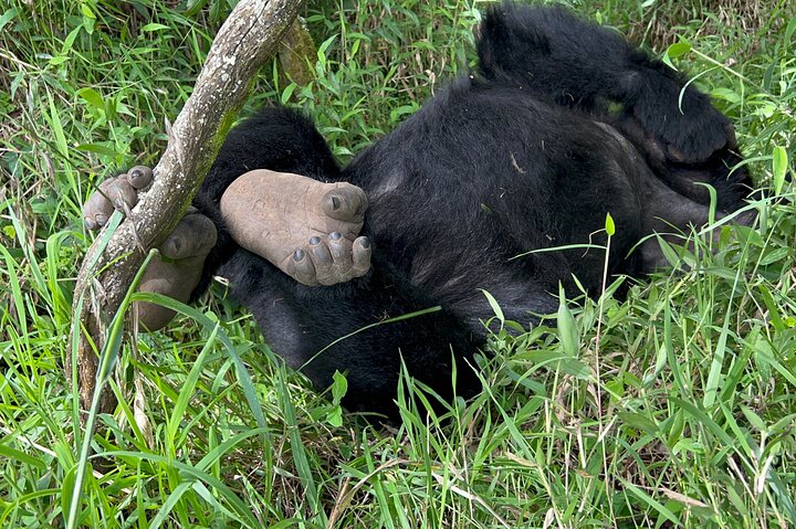 1 Day Gorilla Trekking Mgahinga Gorilla NP & Lake Bunyonyi