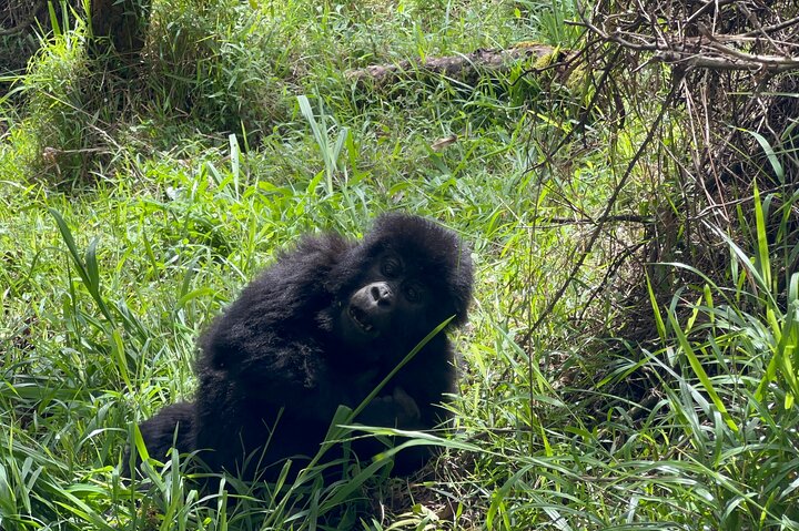 1 Day Gorilla Trekking Mgahinga Gorilla NP & Lake Bunyonyi