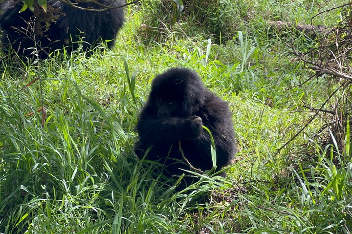 1 Day Gorilla Trekking Mgahinga Gorilla NP & Lake Bunyonyi