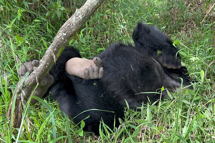 1 Day Gorilla Trekking Mgahinga Gorilla NP & Lake Bunyonyi