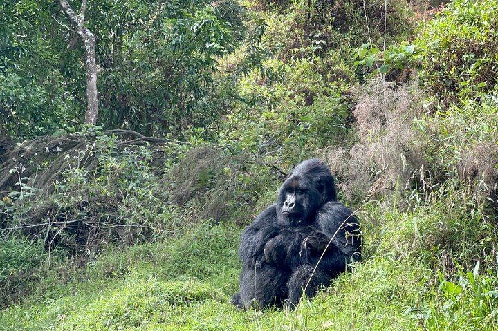 1 Day Gorilla Trekking Mgahinga Gorilla NP & Lake Bunyonyi