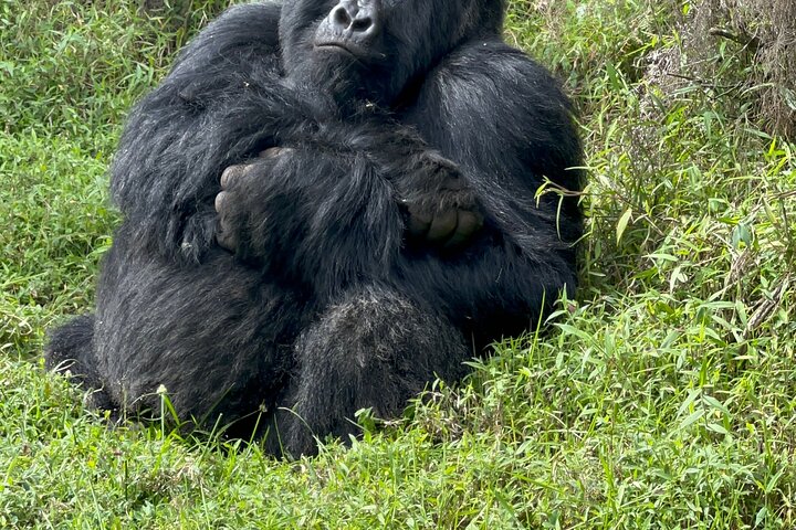 1 Day Gorilla Trekking Mgahinga Gorilla NP & Lake Bunyonyi