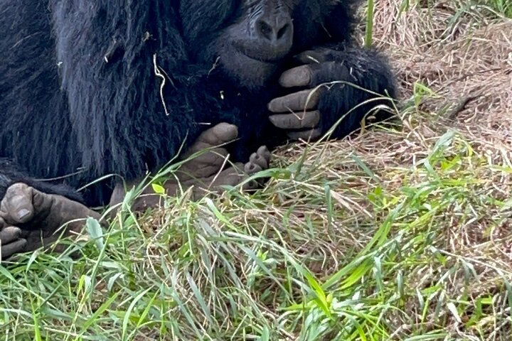 1 Day Gorilla Trekking Mgahinga Gorilla NP & Lake Bunyonyi