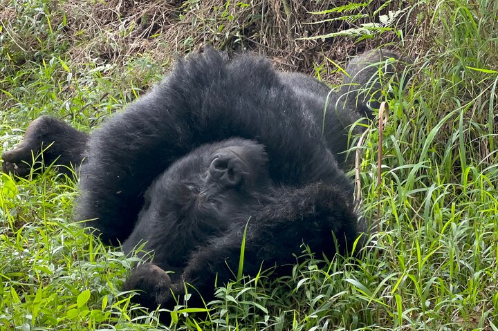 1 Day Gorilla Trekking Mgahinga Gorilla NP & Lake Bunyonyi