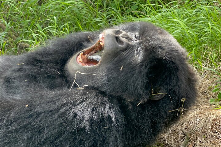 1 Day Gorilla Trekking Mgahinga Gorilla NP & Lake Bunyonyi