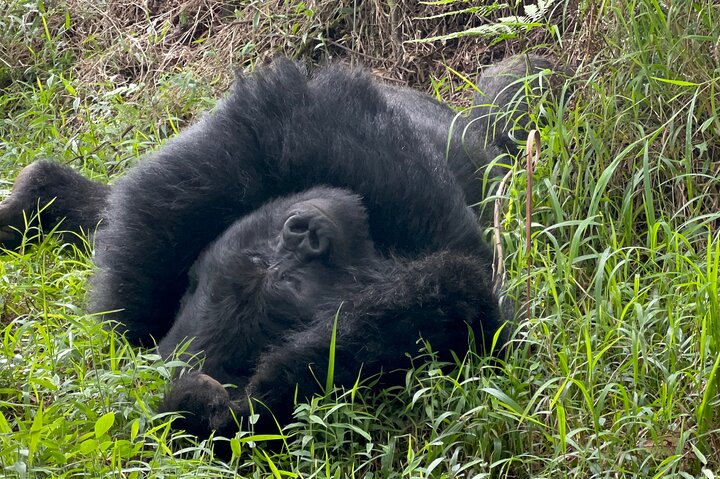 1 Day Gorilla Trekking Mgahinga Gorilla NP & Lake Bunyonyi