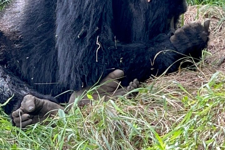 1 Day Gorilla Trekking Mgahinga Gorilla NP & Lake Bunyonyi