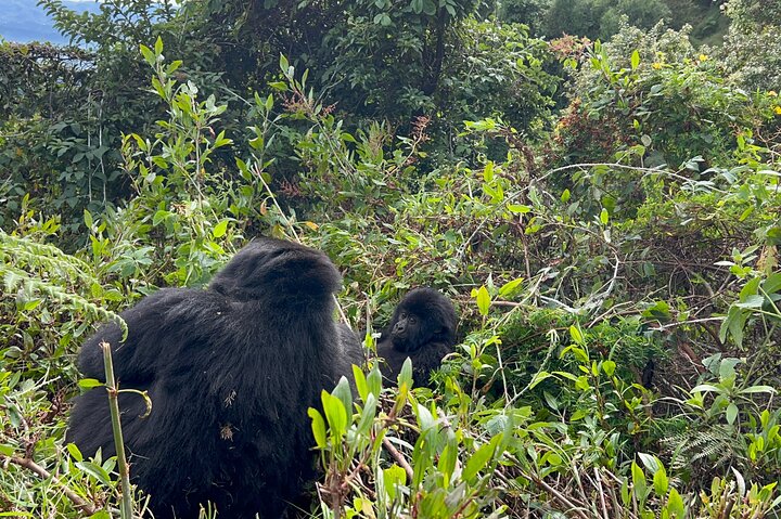 1 Day Gorilla Trekking Mgahinga Gorilla NP & Lake Bunyonyi