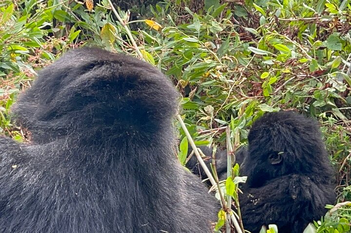 1 Day Gorilla Trekking Mgahinga Gorilla NP & Lake Bunyonyi