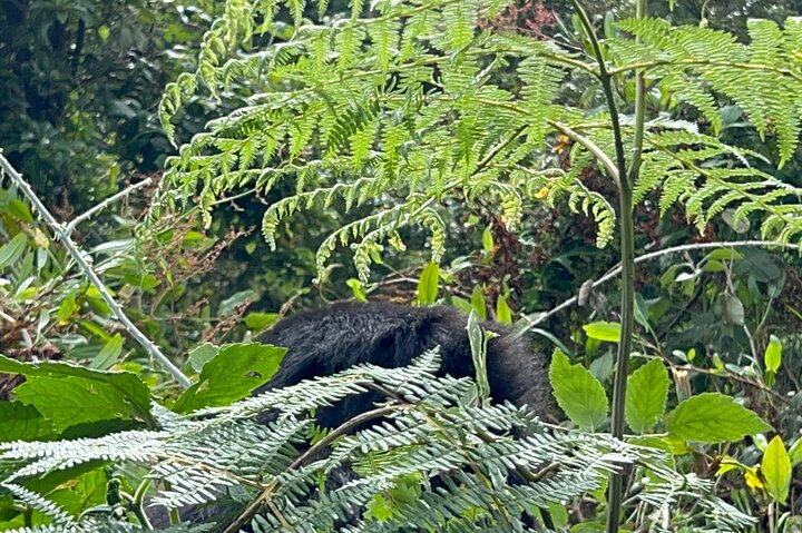 1 Day Gorilla Trekking Mgahinga Gorilla NP & Lake Bunyonyi
