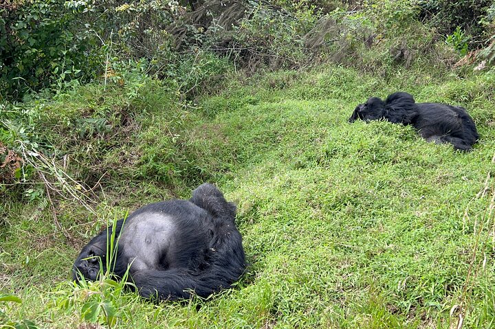 1 Day Gorilla Trekking Mgahinga Gorilla NP & Lake Bunyonyi