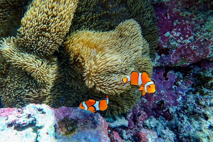 Okinawa Ishigaki Blue Cave Snorkeling Tour