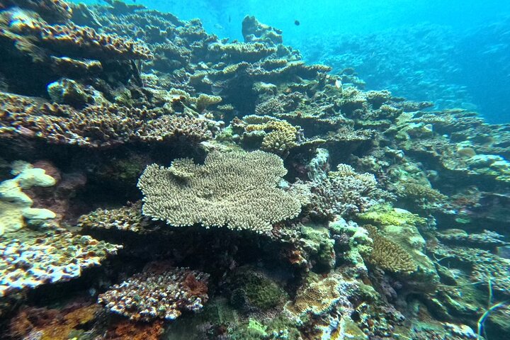 Okinawa Ishigaki Blue Cave Snorkeling Tour
