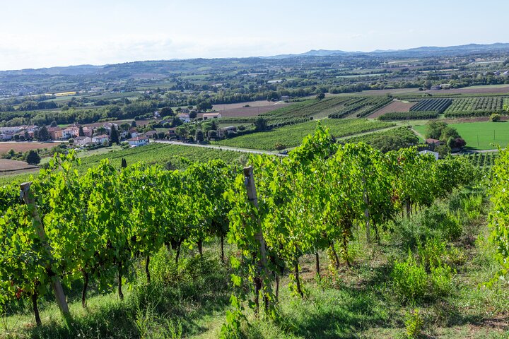 Private tastings at the Colombina Agricultural Company