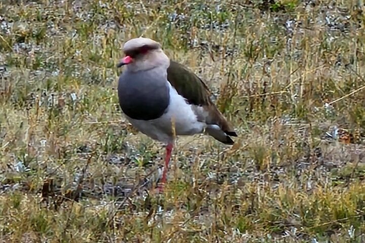 Strenuously Cotopaxi Volcano and birding by the lagoon