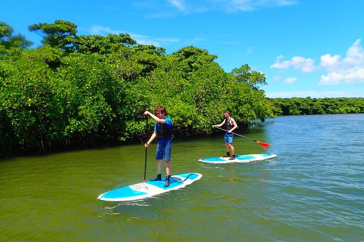 Okinawa Ishigaki Mangrove SUP or Canoe Tour
