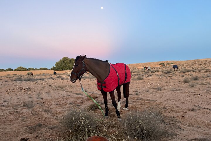 The authentic Tozeur on horseback with private transfer