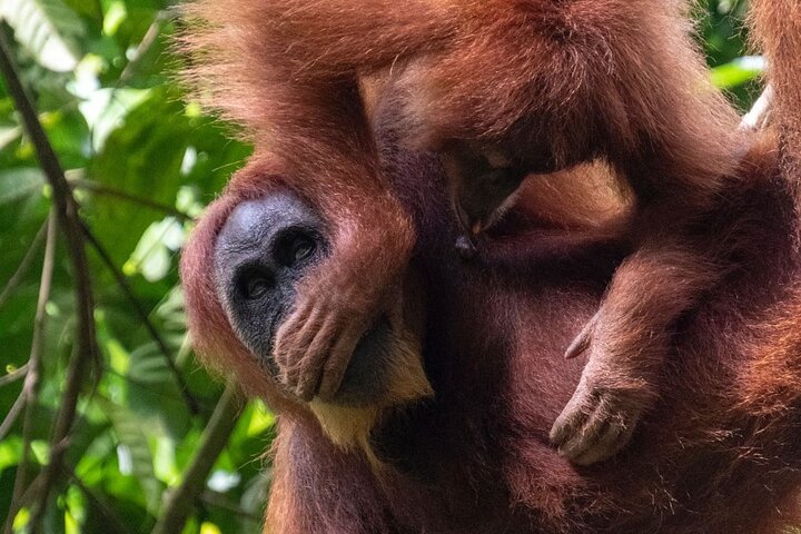 Bukit lawang 2 Day 1 Night with camping