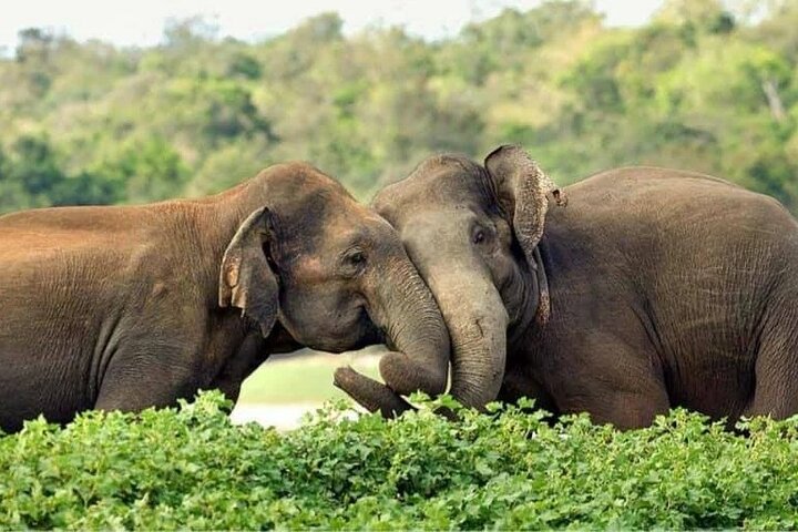 Wilpattu National Park 4-Hours Safari | with Naturalist