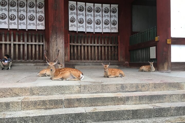 Nara Half Day Trip Walking Tour (Private Option Available)